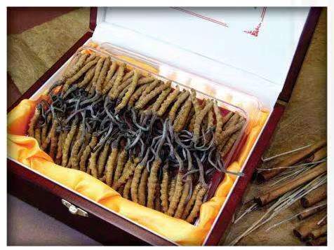 正宁冬虫夏草回收